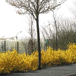 Forsythia, Border